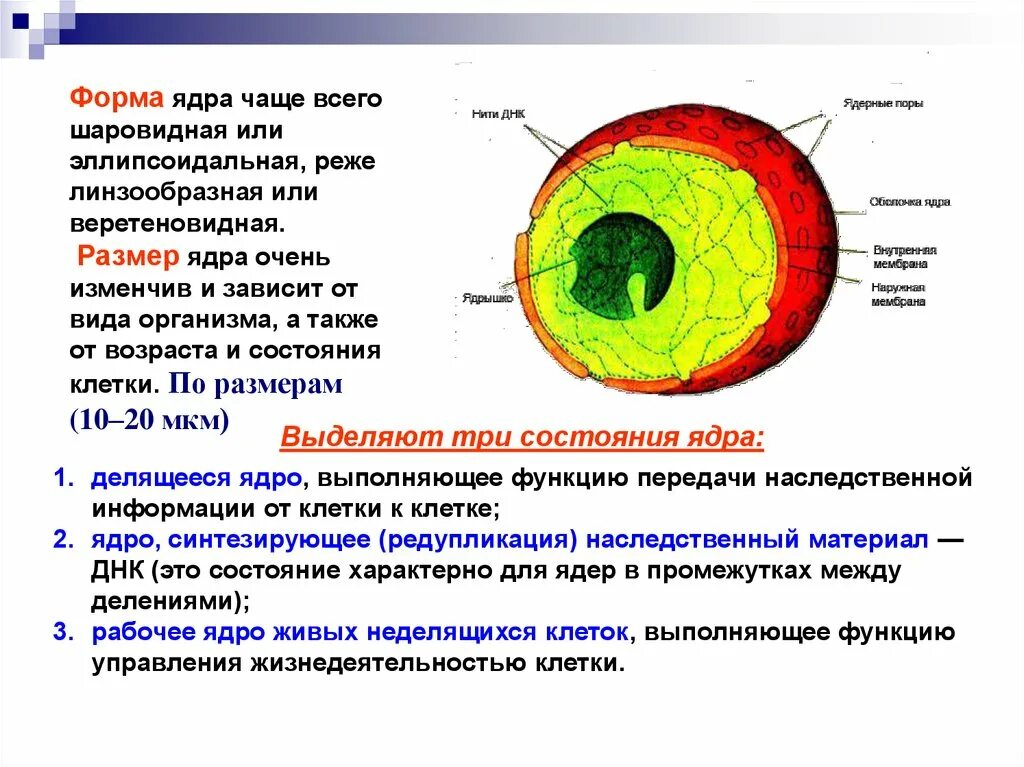 Ядро эукариотической клетки строение и функции. Строение клетки человека. Функции ядра. Процессами жизнедеятельности в клетке управляет. Ядрышко функции.