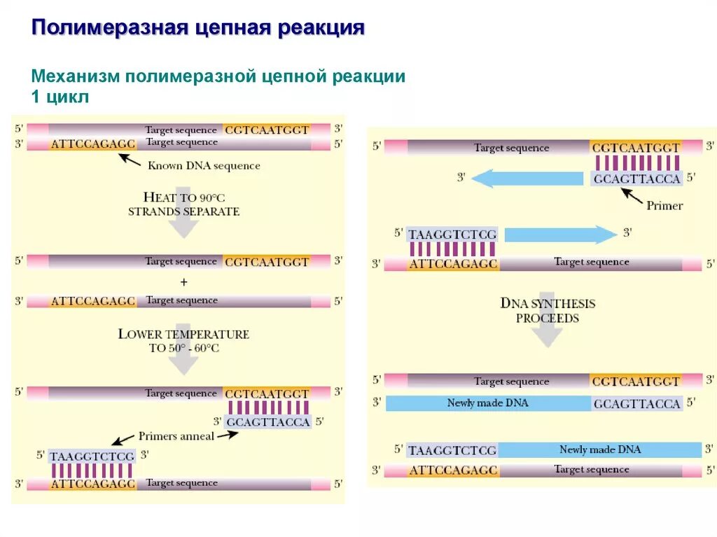 Полимеразная цепная реакция результат. . Полимеразная цепная реакция (ПЦР). Этапы. ПЦР метод исследования этапы. Полимеразная цепная реакция механизм. Механизм полимеразной цепной реакции.