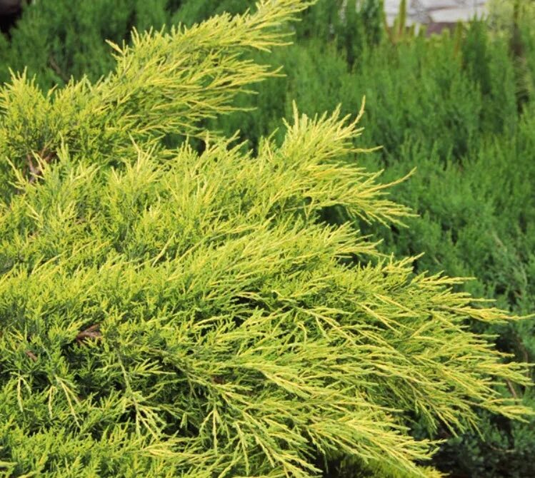 Juniperus media