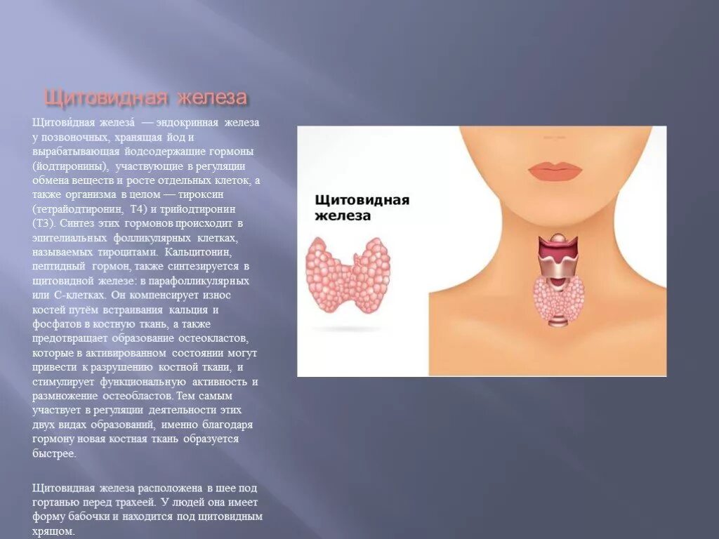 Что такое щитовидная железа. Щитовидная железа эндокринная. Эндокринная железа щитовидная железа. Секреция щитовидной железы. Эндокринные клетки щитовидной железы.