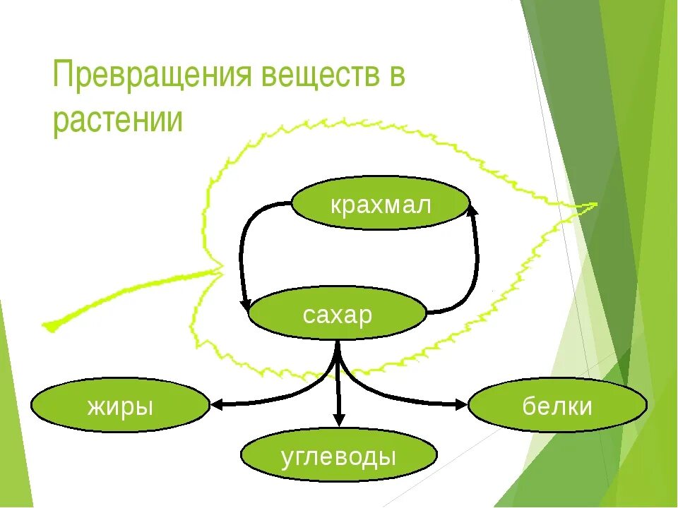 Обмен веществ у растений тест 6 класс. Превращение крахмала в сахар. Схема преобразования у растений. Обмен веществ у растений 6 класс. Превращение веществ у растений это в биологии.