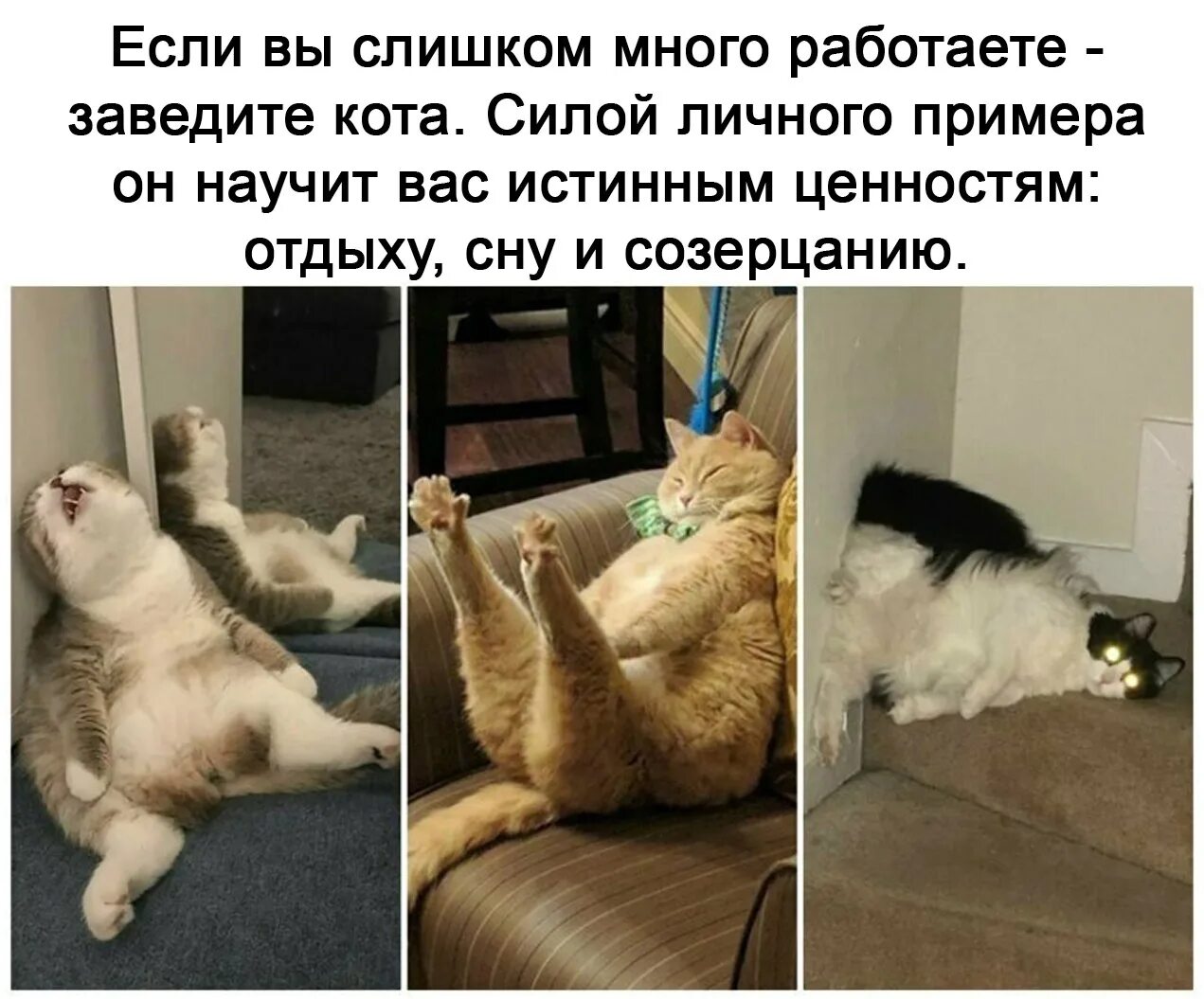 Зачем человеку кот. Заведите кота. Завести кота. Если вы слишком много работаете заведите себе кота. Кот сила.