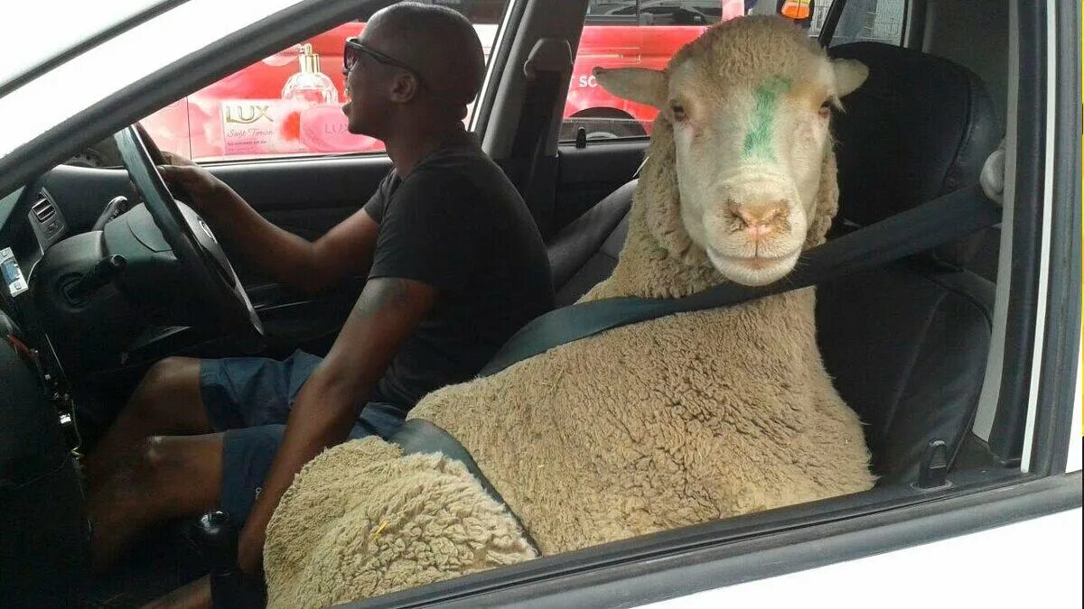 Смех на дорогах. Смех на дорогах. Женщина красится за рулем. Вождение автомобиля. Смешные ситуации.