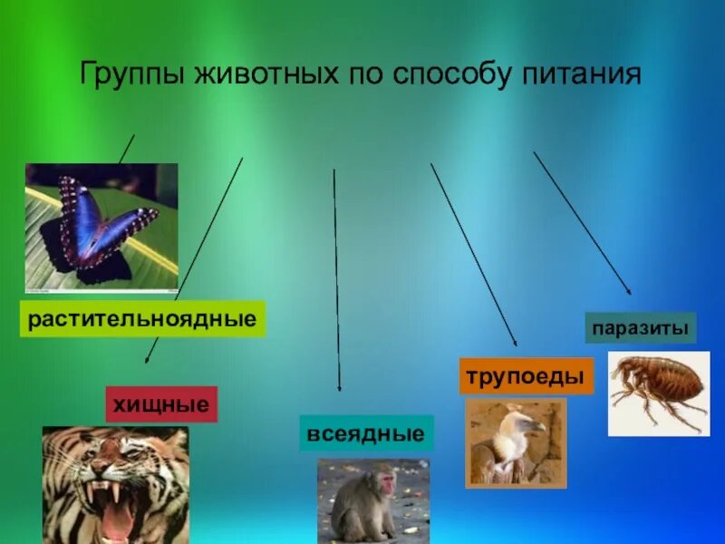 Питание животных 6 класс. Растительноядные животные таблица. Травоядные ,Хищные, всеядные, паразиты. Хищники паразиты и растительноядные. Животные питающиеся растительной пищей.