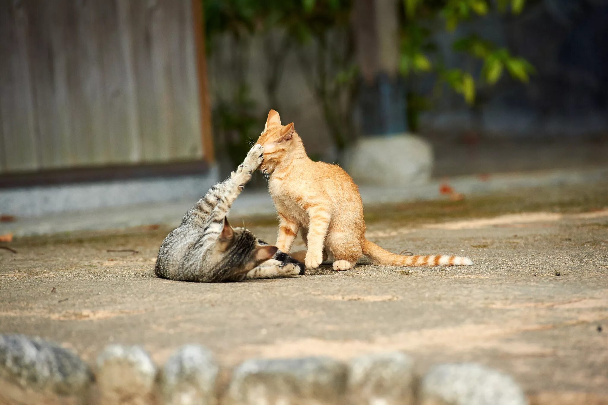 Кошки. Смешные котята. Прикольные коты на рабочий стол. Кошка играется. Они все меня хотят как телочки котят