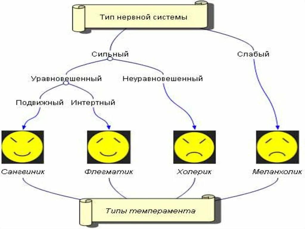 Сильный уравновешенный подвижный тип нервной