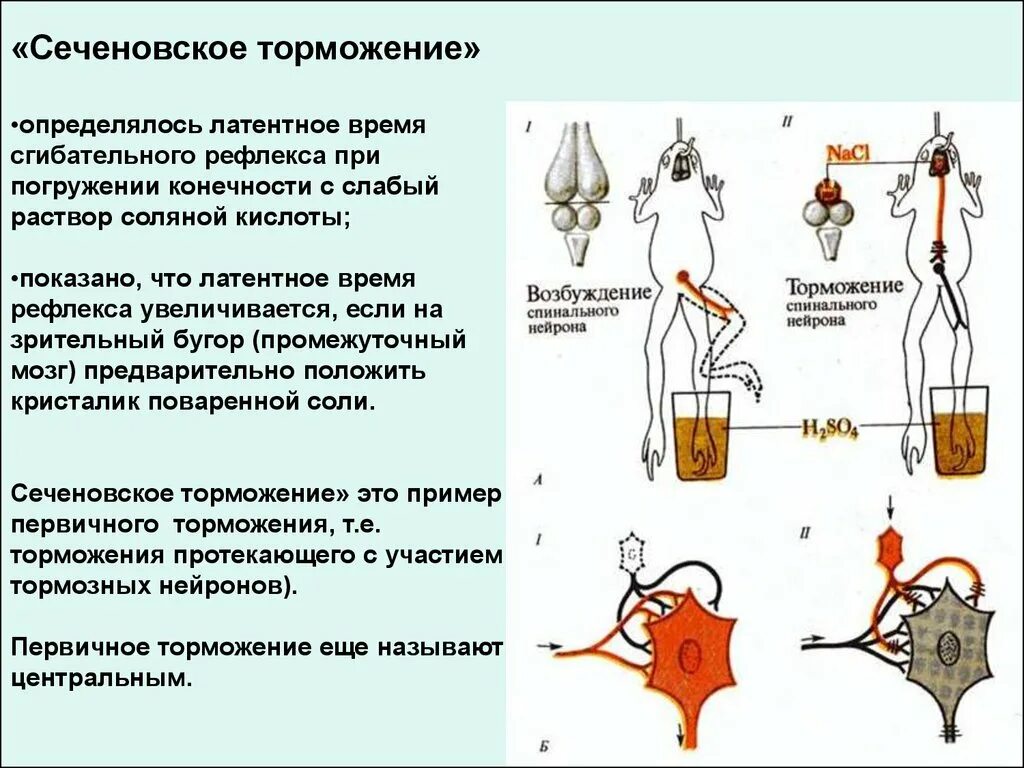 Нейронное торможение. «Центральное торможение (опыт и.м. Сеченова). Сеченовское торможение. Торможение физиология.