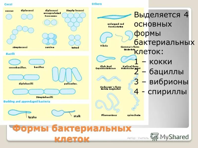 сопоставь группы бактерий и формы их клеток. царство бактерии форма бактериальных клеток. формы бактерий 5 класс биология. морфология бактерий формы бактерий таблица. сопоставь группы бактерий и формы их клеток.