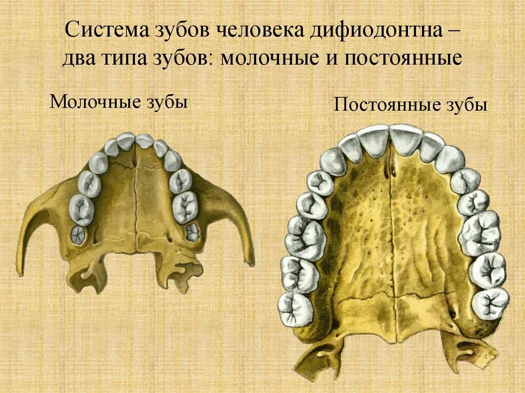 Как отличить молочный зуб. Зубы человека. Молочные и постоянные зубы. Отличие молочный и постоянных зубов. Разница молочных и постоянных зубов.