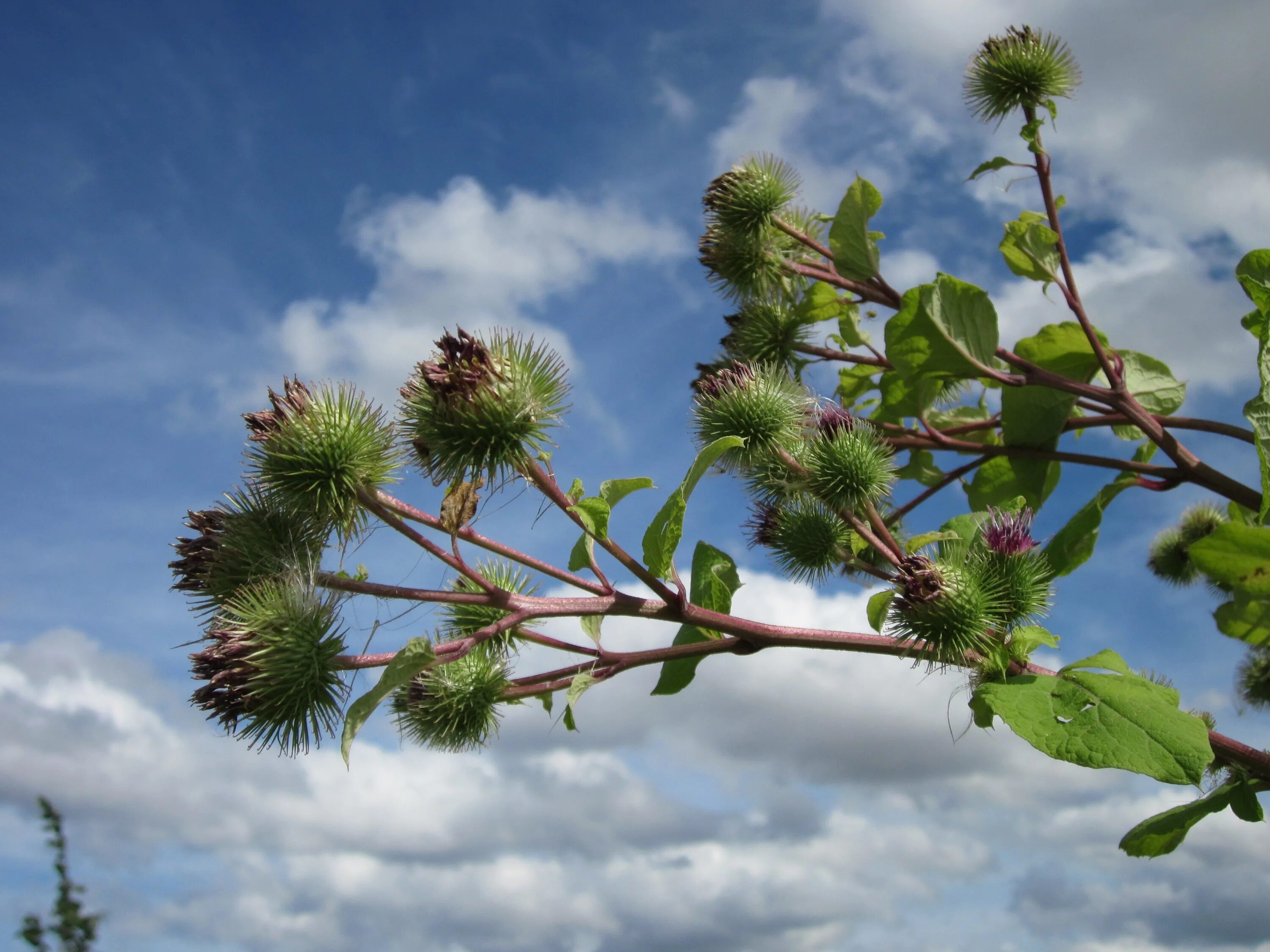 Лопух дерево. Лопух большой Arctium Lappa. Репейник болотный. Репейник колючий. Цветение репейника.