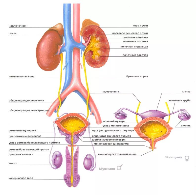 Мочеполовая система человека схема. Мочевыделительная система анатомия человека схема. Строение мочеполовой системы у женщин анатомия. Мужская Мочеполовая система схема.