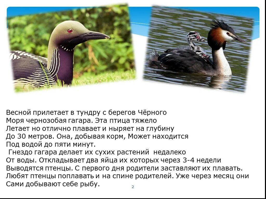 Гагара описание. Чернозобая гагара обитают. Гагары презентация. Гагара описание. Краснозобая гагара.