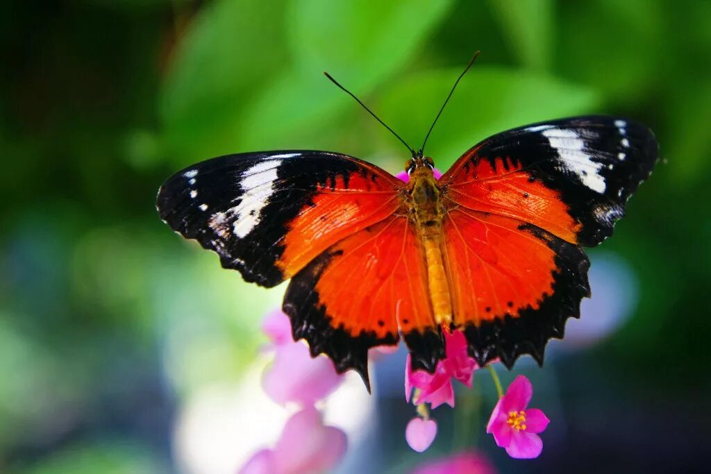 Как называется где бабочки. Бабочки фото. Имаго бабочки. Самка бабочки. Имаго бабочки фото.