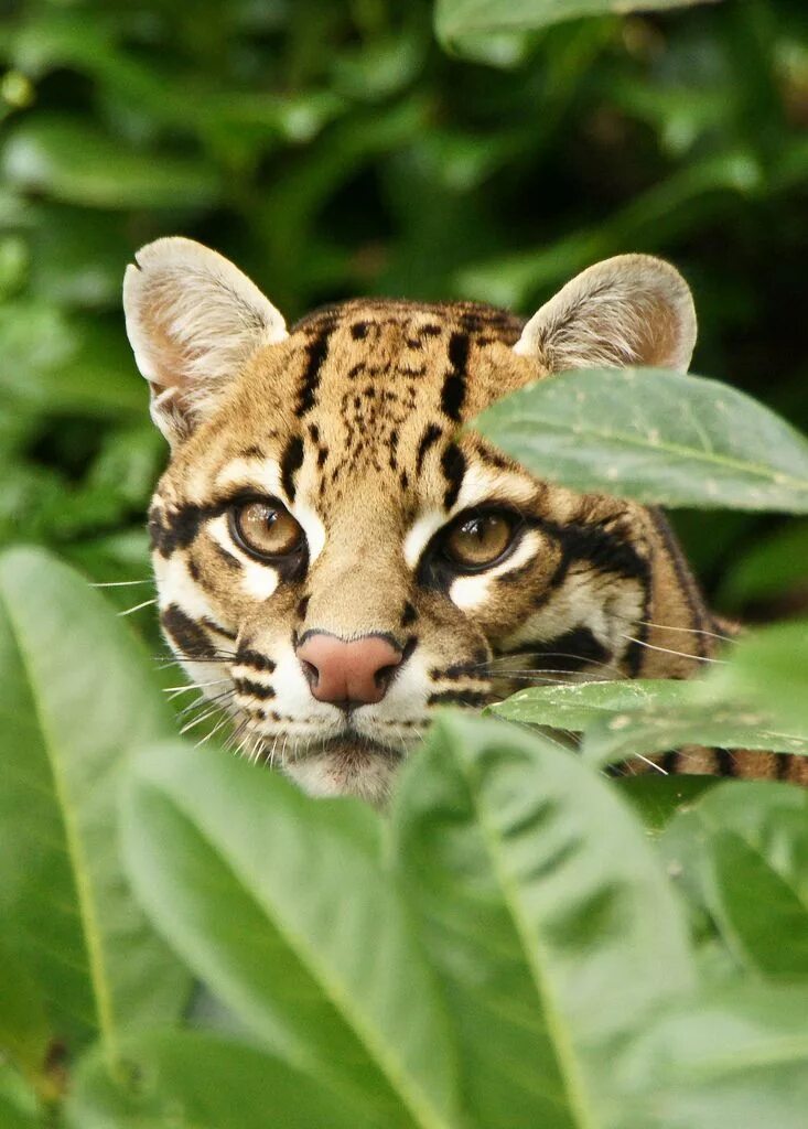 Animal latin. Оцелот. Карликовый леопард Оцелот. Хищная кошка Оцелот. Никарагуанский Оцелот.