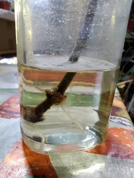 Черенки в банке с водой. Черенки в воде. Укоренение в воде. Черенкование в воде. Черенки в емкости с водой.