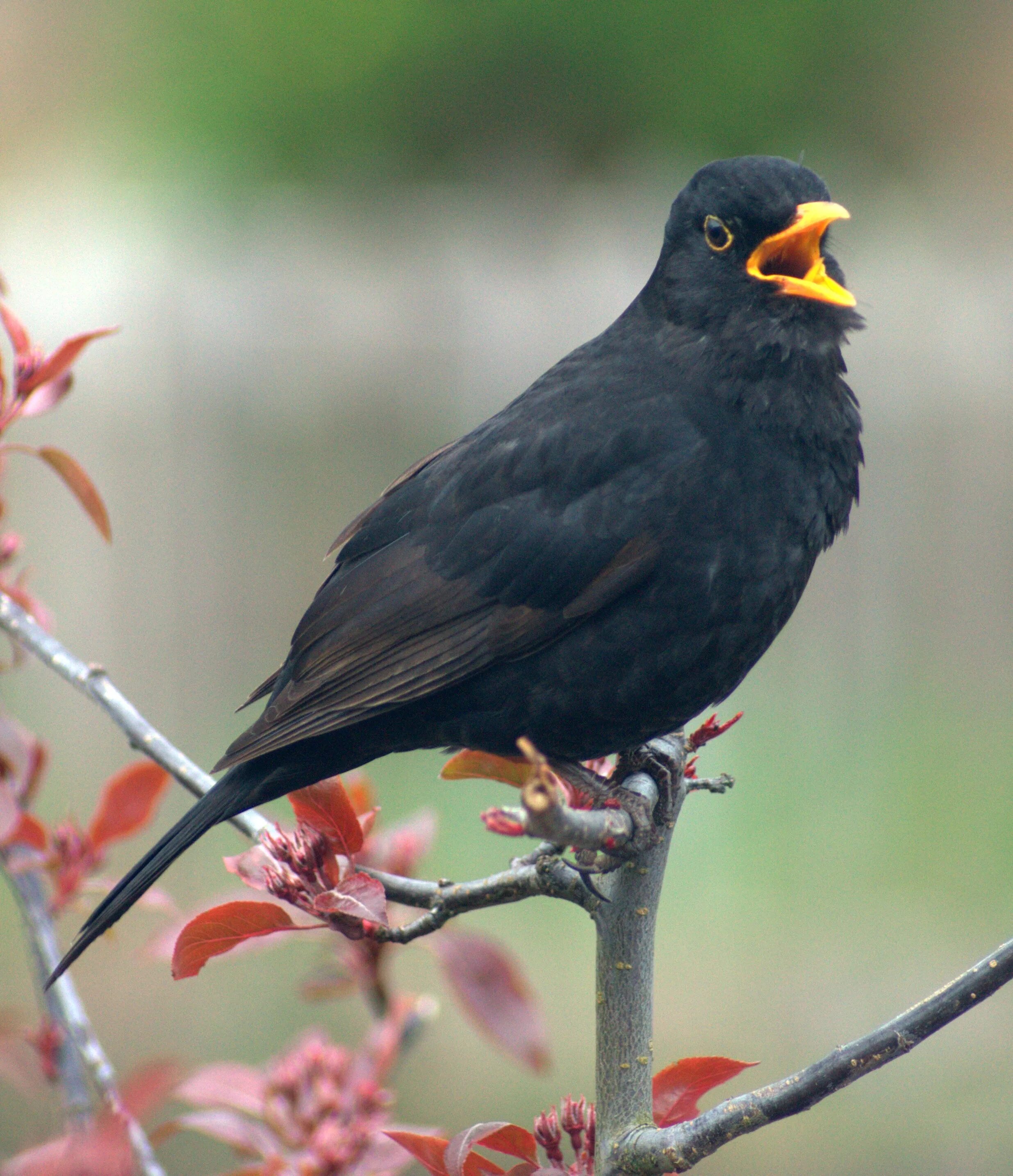 Blackbird bird