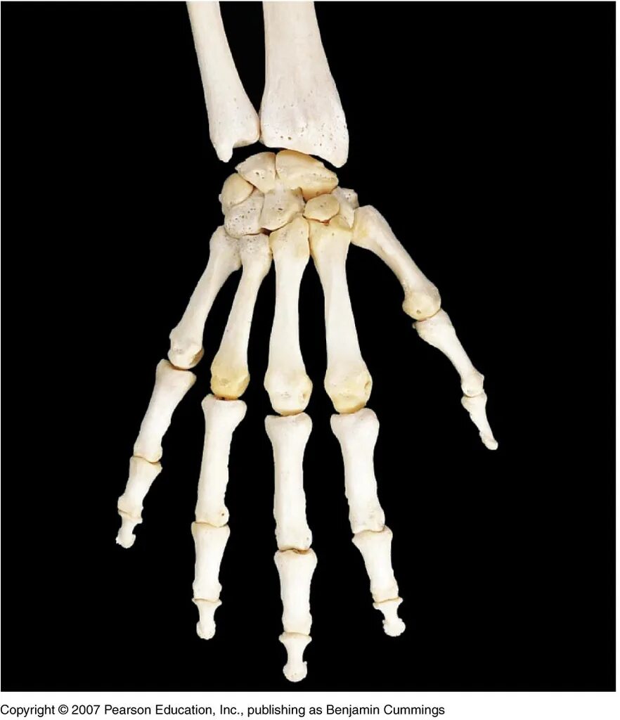 Кости кисти анатомия. Hand Bones. Hand Joint. Кости Маджестик. Hand bone