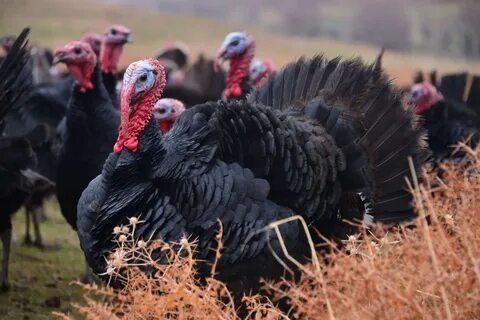 Милена Вельба үлкен сиськи порно видео