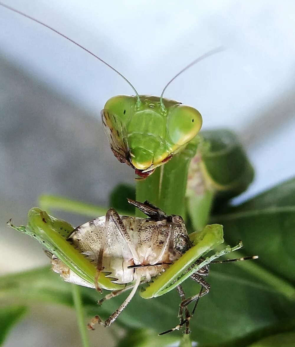 ,богомол обыкновенный охотится. Жук богомол. Богомол питание. Богомол питание. Жук богомол.