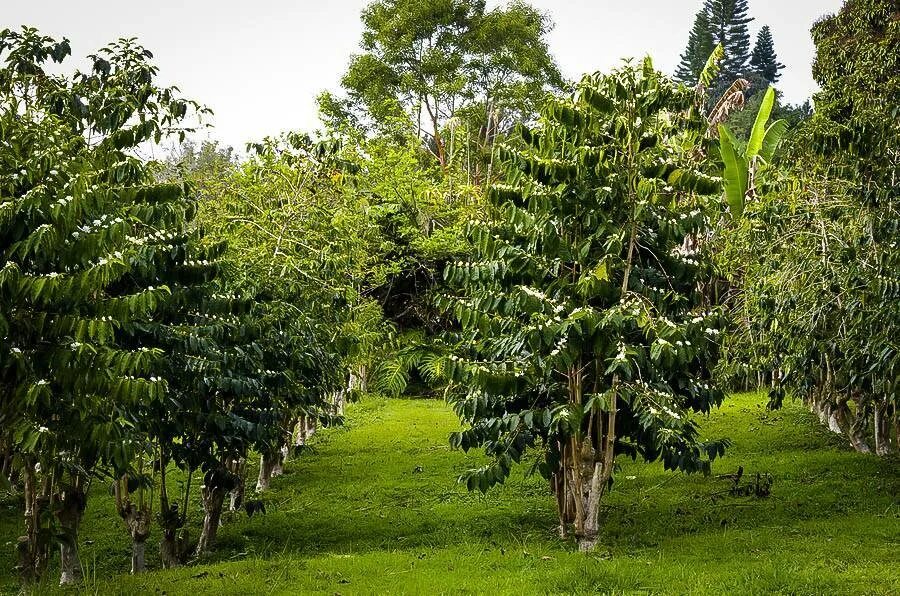 Дерево плантации. Coffea Arabica дерево. Кофе Арабика растение плантация. Coffea Arabica растение. Coffea canephora плантации.