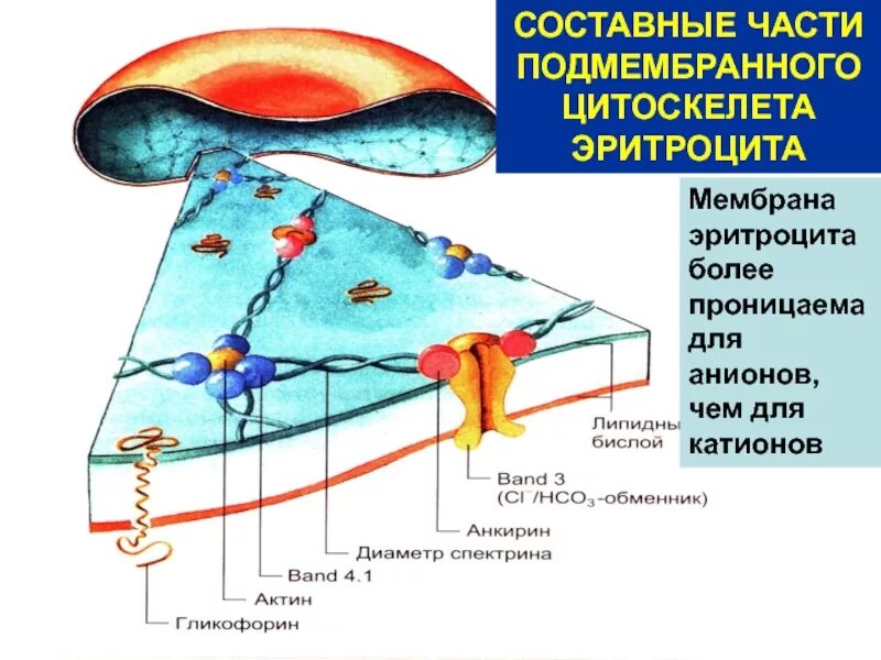 Плазмолемма эритроцита. Мембрана эритроцита схема. Схема строения мембраны эритроцита. Строение мембраны эритроцита. Мембрана эритроцита биохимия.