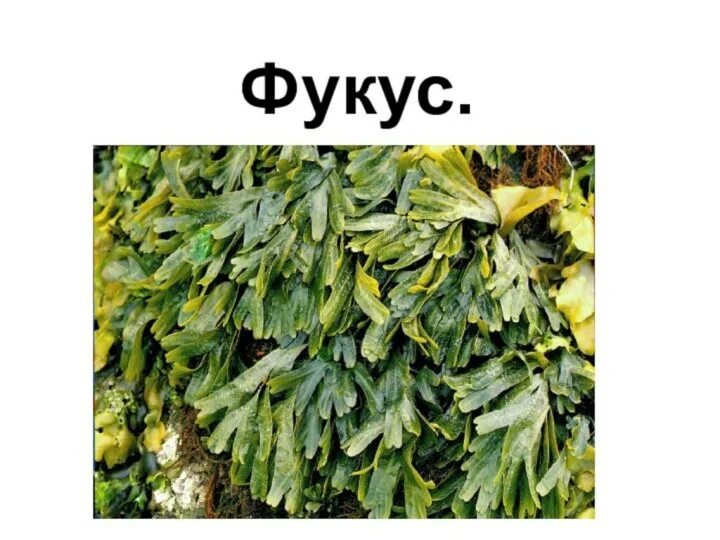 Фукус мелкопузырчатый. Фукус плюс. Фукус кустовой. Фукус название. Фукус отдел