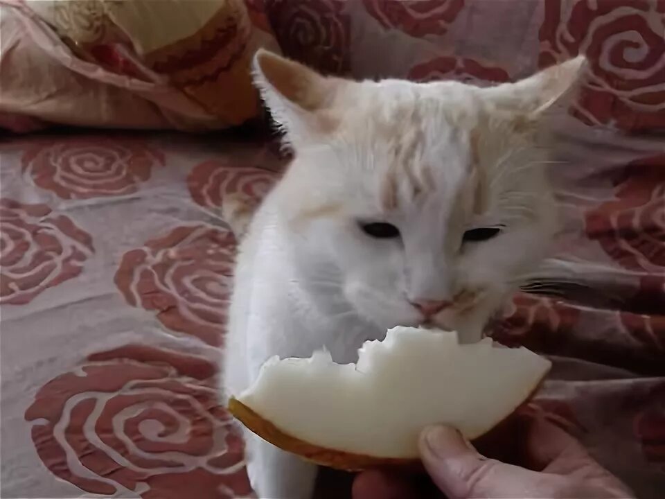 Кот ест дыню. Кошка дыня. коты едят дыню. кот ест банан.