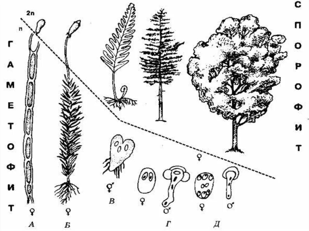 Цветок гаметофит. Спорофит гаметофит схема. Преобладание спорофита и гаметофита. Эволюция гаметофита и спорофита. Эволюция гаметофита и спорофита схема.