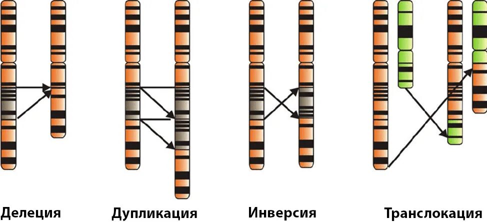 Делеция транслокация инверсия. Делеция участка хромосомы. Хромосомные аберрации дупликация. Хромосомные мутации делеция дупликация инверсия транслокация. Поворот хромосом на 180 градусов