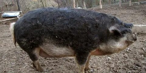 Хряк мангалицы