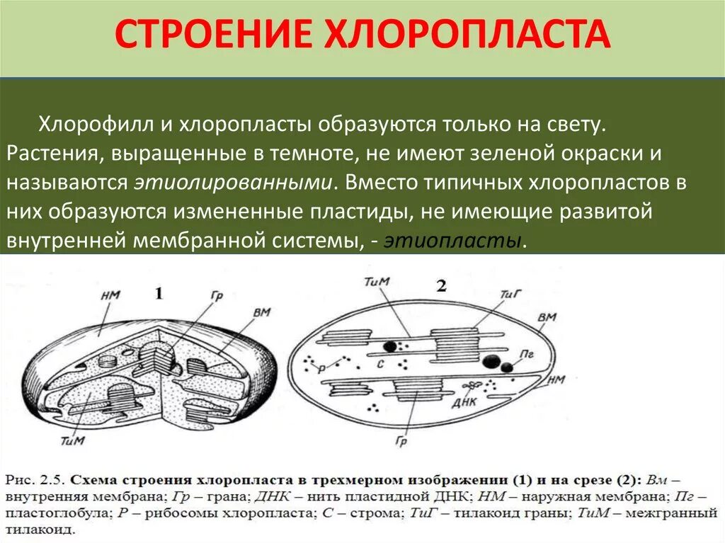 В состав хлоропласта входит