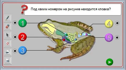 Особенности строения лягушки в воде