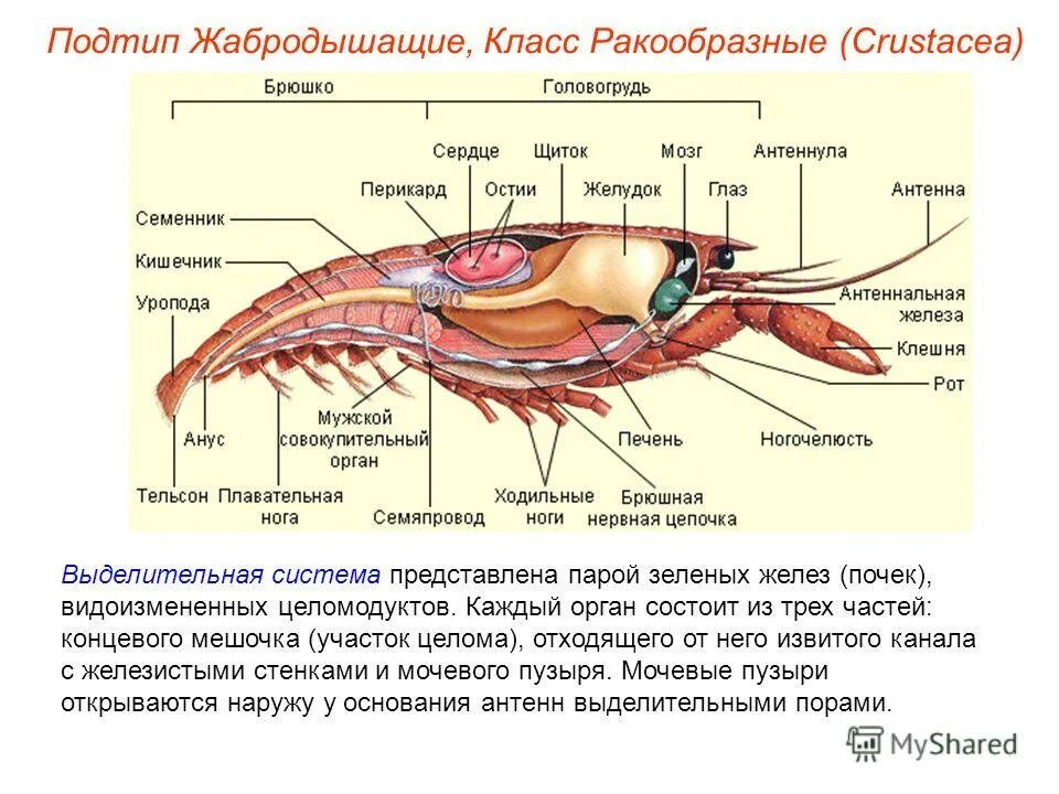 Тип членистоногие 7 класс биология ответы. Тип членистоногие 7 класс биология ответы. Тесты по биологии 7 класс по теме тип членистоногие 7 класс с ответами. Тип членистоногие 7 класс биология ответы. Членистоногие общая характеристика таблица.
