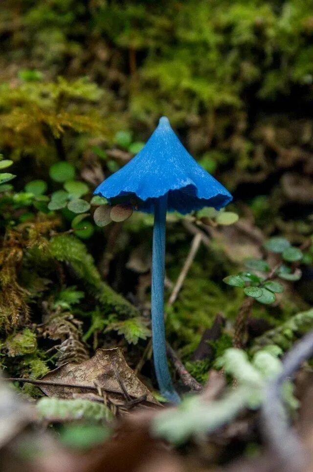 Живой синий гриб. Гриб Entoloma hochstetteri. Энтолома голубая. Гриб Энтолома голубая. Синяя Энтолома Entoloma hochstetteri.