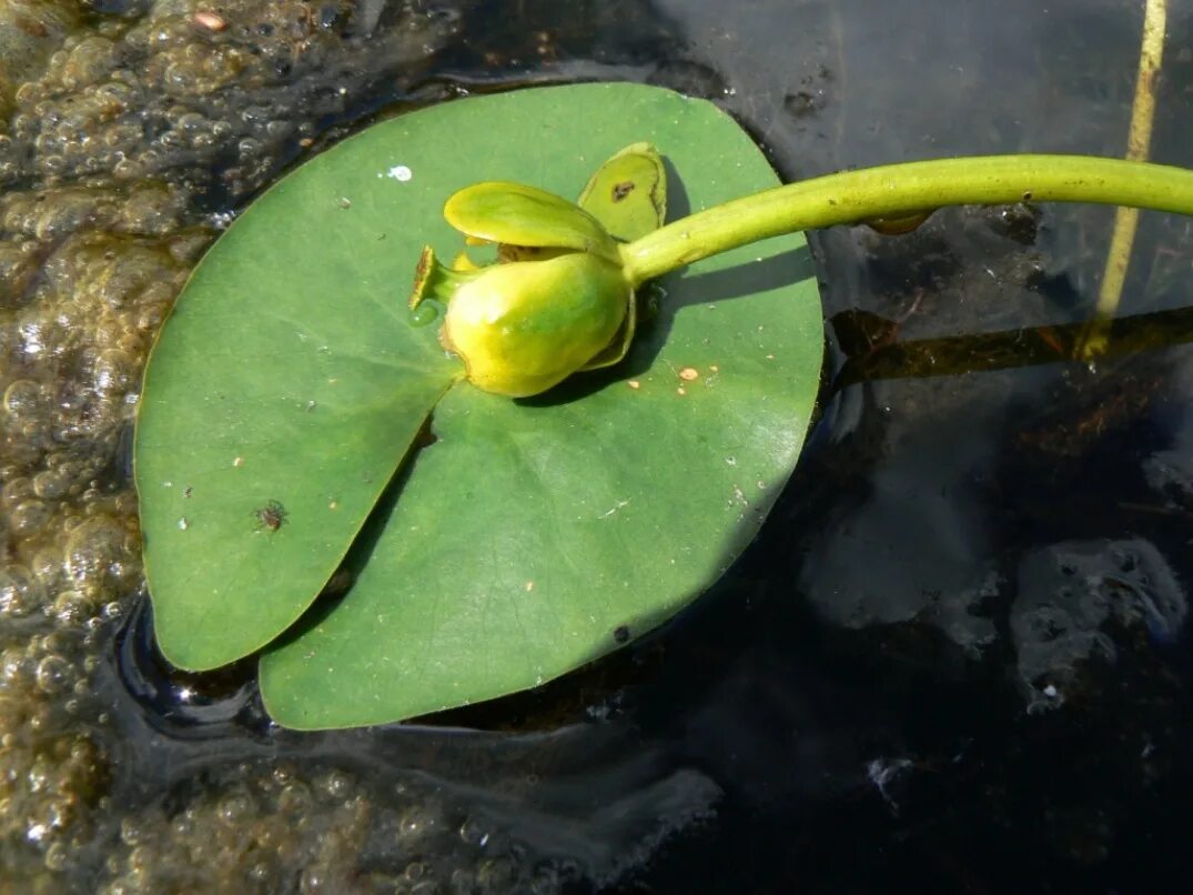 Nuphar pumila. Кубышка криптофит. Кубышка малая. Карликовая кубышка. Кубышка долг