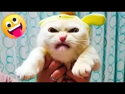 Видео смешные коты с озвучкой до слез
