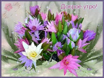 Мерцающее доброе утро букеты