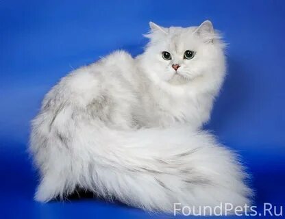 Шиншилла длинношерстная