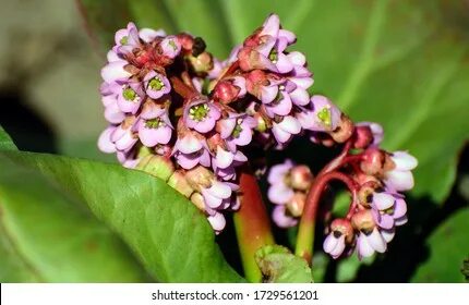 Bergenia crassifolia сырье