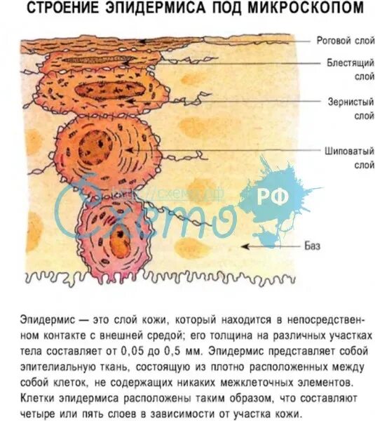 Клетки находятся в эпидермисе