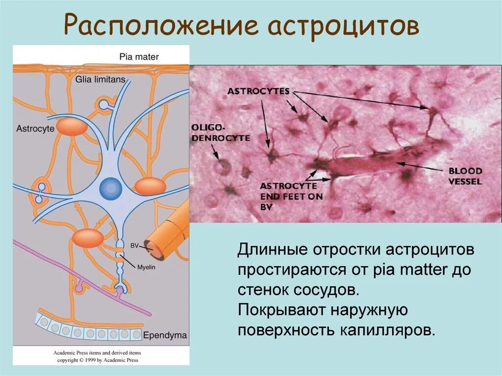 Протоплазматические астроциты. Строение капилляров астроциты. Расположение астроцитов. Отростки астроцитов.