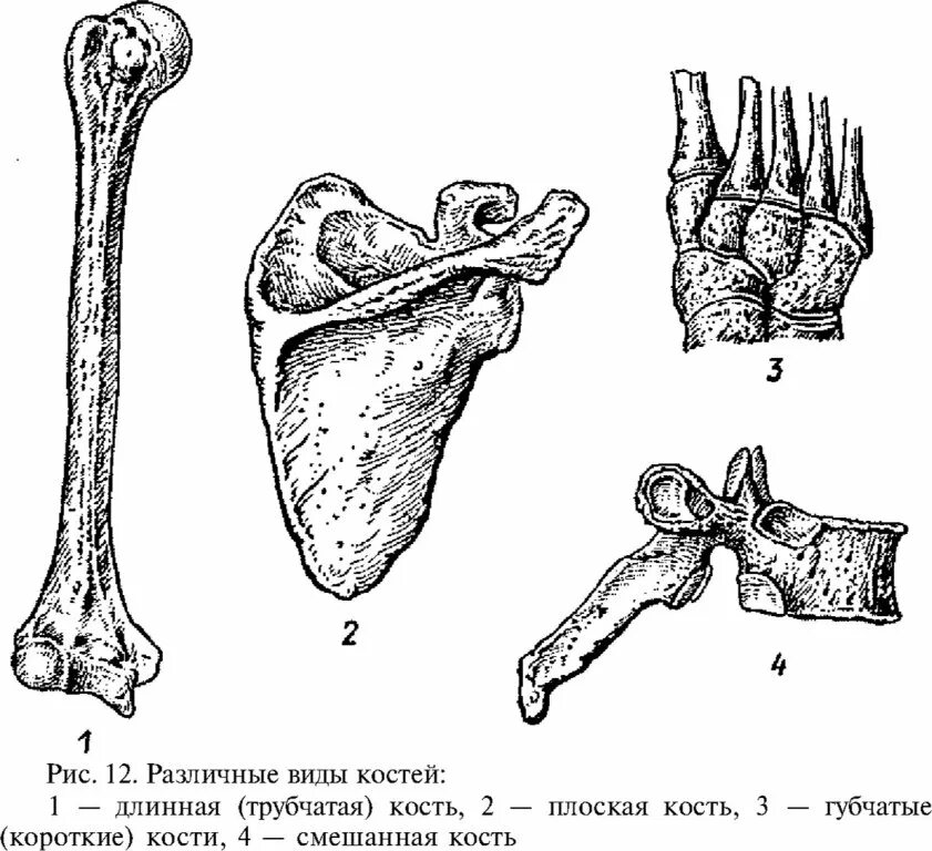 Трубчатые и губчатые кости. Трубчатые губчатые плоские кости таблица. Кости трубчатые губчатые плоские смешанные. Лучевая кость Тип кости плоская или трубчатая. Строение плоской кости.
