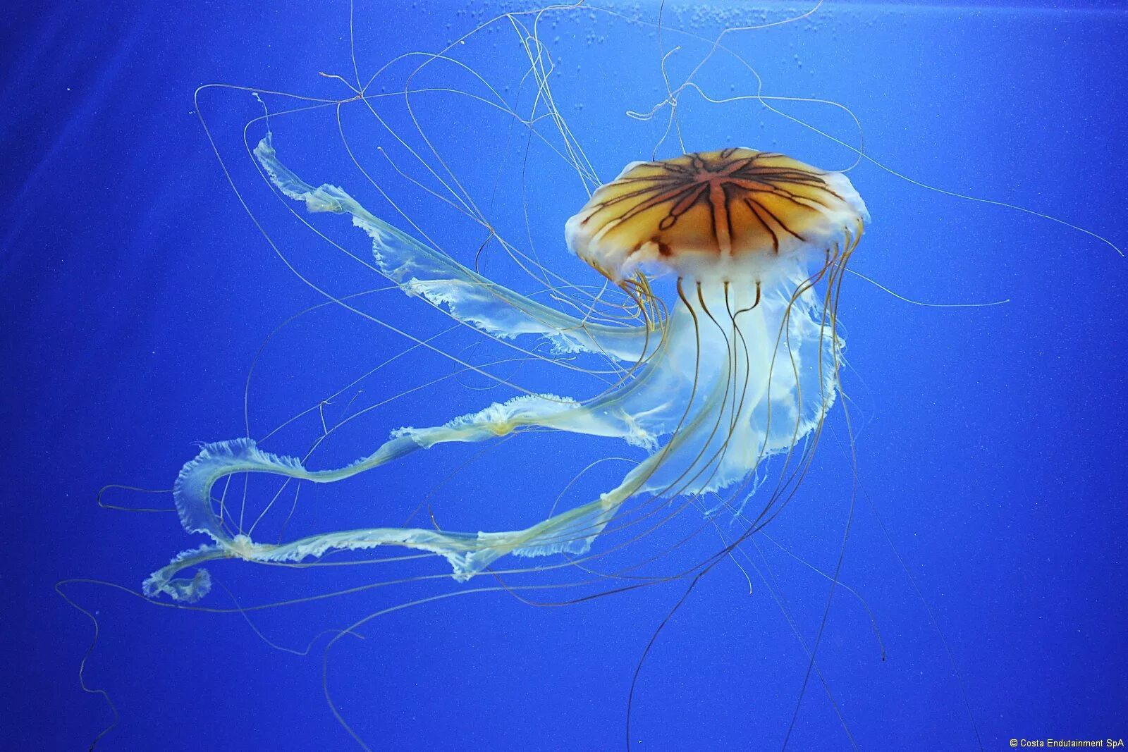 Морская крапива. Хризаора морская крапива. Chrysaora медуза. Хризаора хизосцелла. Сцифоидные медузы.