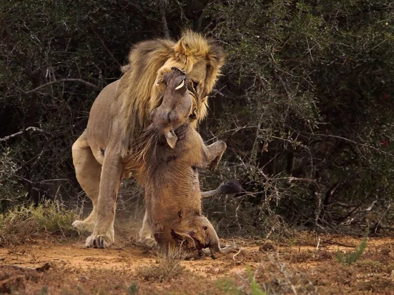 Лев гонится. Бородавочник против Льва. Нападающий Лев.