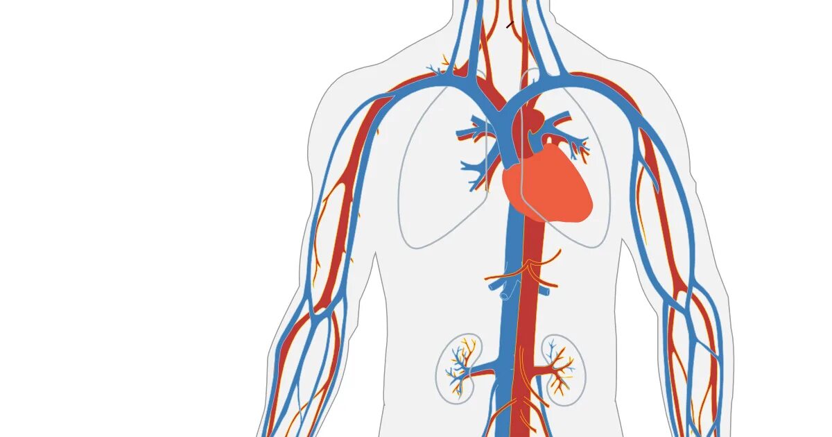 Сердечно-сосудистая система человека. Сосуды кровеносной системы. Кровеносные сосуды человека.