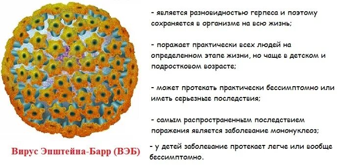 Эпштейн барр вирусная инфекция симптомы. Эпштейн-барр вирус симптомы. вирус герпеса эпштейна барра. герпес эпштейна-барр симптомы.