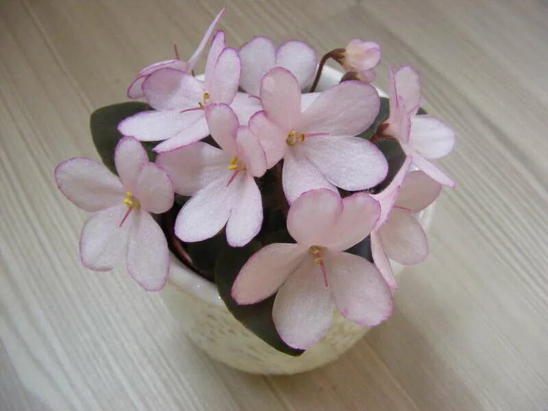 H дюймовочка фиалка. н-дюймовочка (н. сенполия дюймовочка. н-дюймовочка фиалка. фиалка н дюймовочка трейлер.