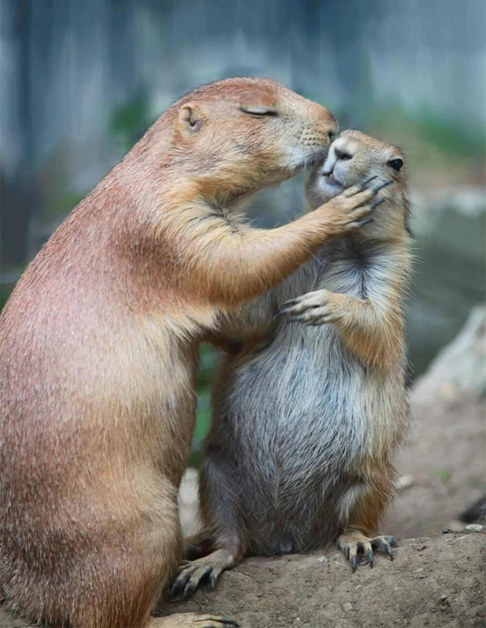 Animal couple. Любовь животных. Объятия животных. Забавные животные. Забавные звери.