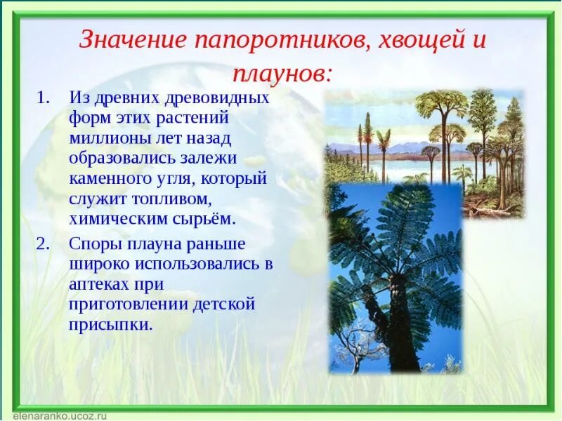 Значение плаунов хвощей и папоротников. Роль папоротникообразных. Значение плауны хвощи папоротники. Роль в природе папоротниковидных