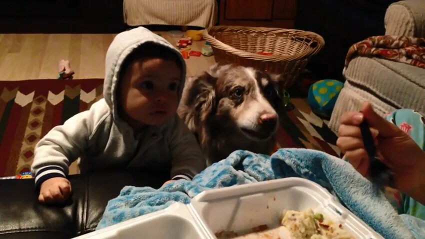 собака говорит мама